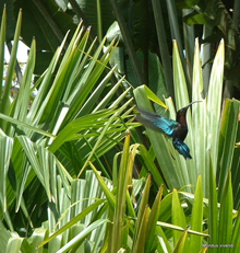Colibri - Martinique