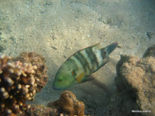 poisson vert au liseré orange