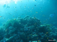 foisonnement de poissons