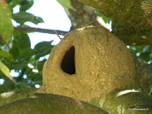 Nid - Pantanal - Brésil