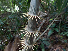 Protection - Taman Negara - Malaisie