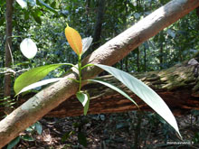 Taman Negara - Malaisie