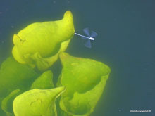  Libellule - Todgarh - Inde