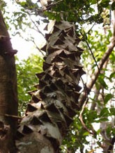 Arbre crocodile - Costa Rica