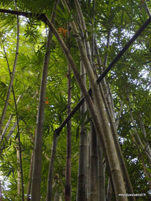 Bambou géant - Taman Negara - Malaisie