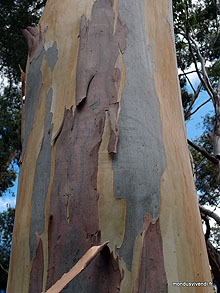 Eucalyptus -Australie