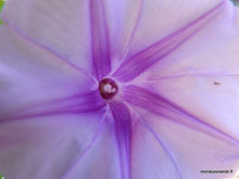 Fleur de plage - Malaisie