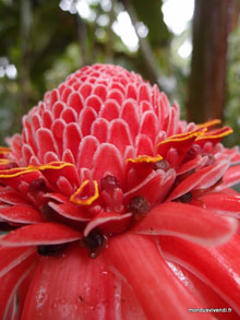 Fleur de porcelaine - Costa Rica