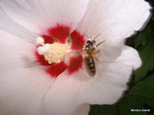 Abeille sur une fleur