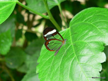 Papillon transparent