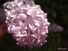 Lilas