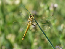 Grosse libellule
