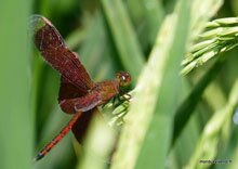  Libellule dans les rizières - Bali