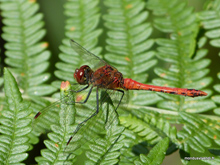  Libellule rouge