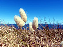 Australie- Mont Gambier