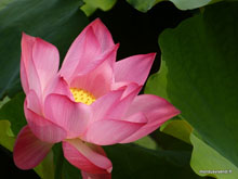Lotus - Chine