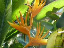 Oiseau du paradis, Thaïlande