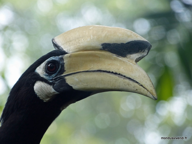 hornbill