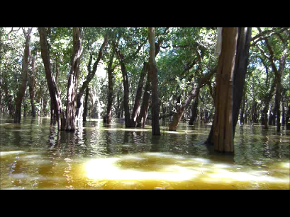 film forêt inondée