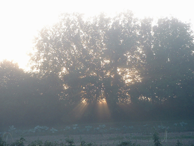 lapin près d'un botte de paille
