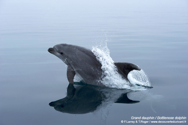 dauphin sortant de l'eau