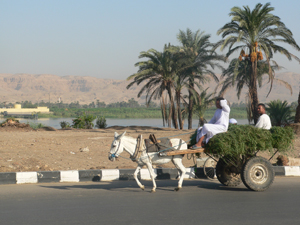 charette tirée par un âne