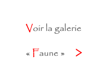 ver galerie faune