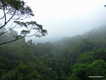 Forêt primaire - Arenal  - Costa Rica