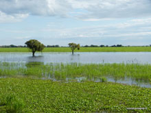 Pantanal - Brésil