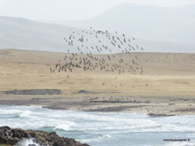 Paracas - Pérou