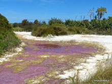Miranda - Nouvelle-Zélande