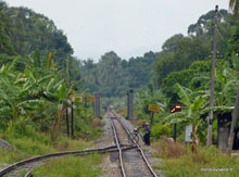 jungle train _ Malaisie
