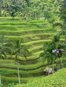 Rizière - Bali