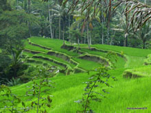 Rizière - Bali