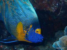 Menjangan island- Bali