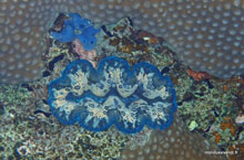 Bénitier -  Koh Tao - Thaïlande