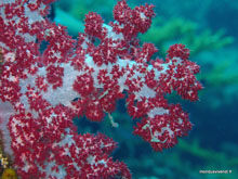Coraux rouges- Perhentian - Malaisie