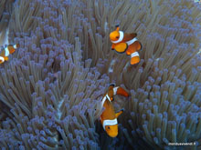 Poissons clown et anémone- Perhentian - Malaisie