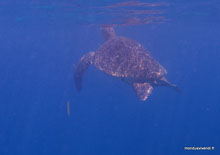 Tortue - Perhentian - Malaisie